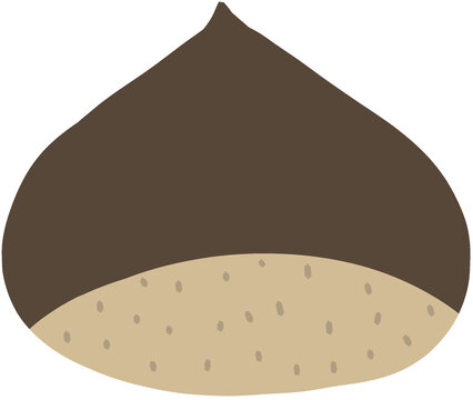 Chestnut Illustration