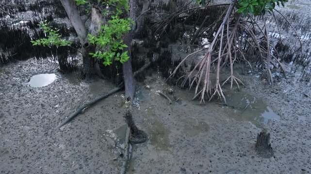 Footage showing mangrove forest ecosystem. Highlighting carbon absorption, coastal protection, biodiversity support, and natural climate regulation that helps reduce global warming.
