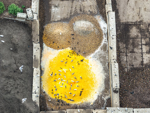 Aerial view of birds feeding on a large pile of yellow material and gravel at Boekelermeer in Alkmaar, Noord-Holland, Netherlands.