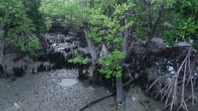 Footage showing mangrove forest ecosystem. Highlighting carbon absorption, coastal protection, biodiversity support, and natural climate regulation that helps reduce global warming.
