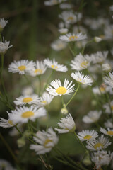 Obraz premium Blooming white wildflowers, a wild meadow. 