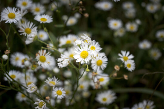 Blooming white wildflowers, a wild meadow.
