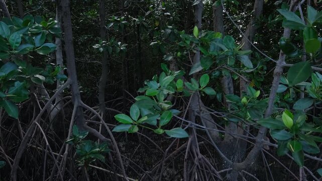 Footage showing mangrove forest ecosystem. Highlighting carbon absorption, coastal protection, biodiversity support, and natural climate regulation that helps reduce global warming.