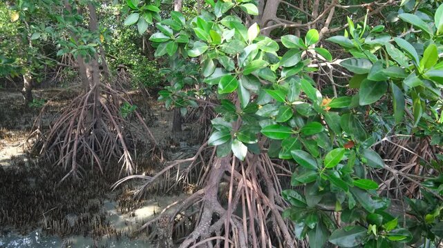 Footage showing mangrove forest ecosystem. Highlighting carbon absorption, coastal protection, biodiversity support, and natural climate regulation that helps reduce global warming.