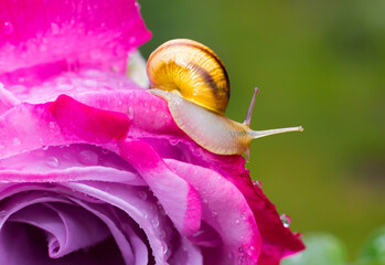 A small garden snail crawling across a vibrant pink flower covered with fresh water droplets, creating a colorful macro scene with soft green background and natural beauty. © Serhii