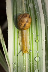 A close-up of a small brown snail crawling along a green leaf covered with fresh water droplets after rain, highlighting delicate textures, moisture, and the beauty of nature. © Serhii