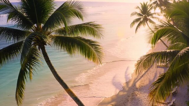 Swaying leaning coconut palm tree angling over beach, camera sweeping to reveal lounge chairs