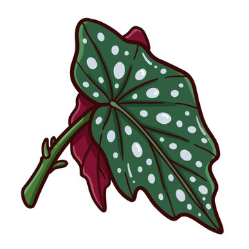 A green spotted begonia leaf with red undertones and a stem isolated on white background