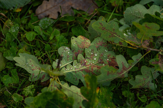oak leaves with water droplets