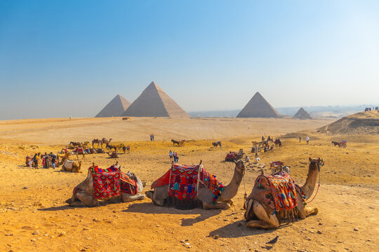 Camels wearing colorful traditional saddles resting in the desert with the Great Pyramids of Giza
