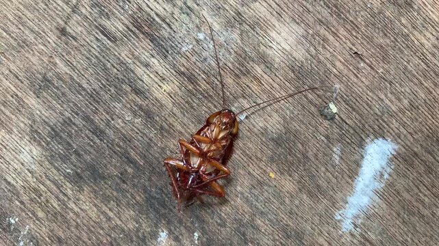 Top view video of a cockroach lying on its back and moving its legs while camera rotates clockwise over weathered wooden plank in Jakarta, Indonesia. Great for pest extermination and hygiene ads.