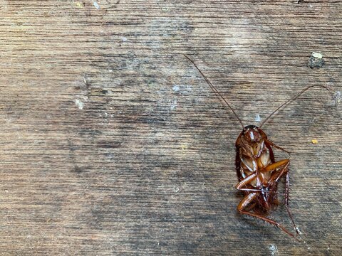 Macro shot of a dead brown cockroach lying upside down with legs up on a weathered wooden background in Jakarta, Indonesia. Great for pest control services, home sanitation, and hygiene subjects.