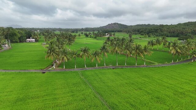 Rural Road Cutting Through Lush Green Paddy Fields in Kollengode, Kerala Empty Village Road Surrounded by Rice Paddies in Palakkad, South India Scenic Landscape of Kollengode: Road Through Green Agr