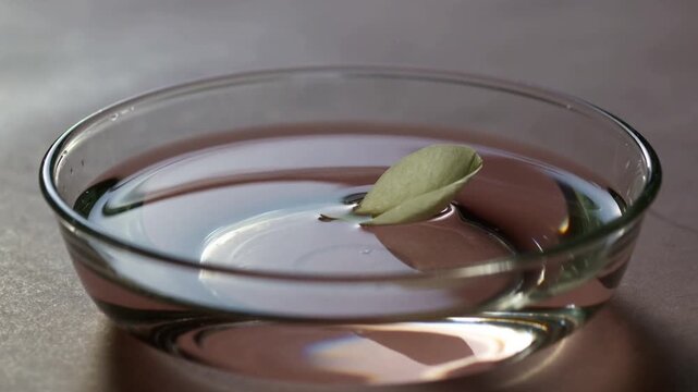 Dropping leaf rippling water while bobbing on dish on tabletop showing reflections and shadows