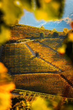 Golden autumn vineyards on terraced hills framed by yellow leaves in Langhe, Piedmont, Italy
