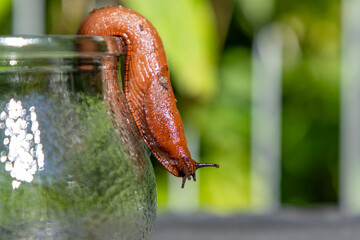 Spanish slug collected in a jar crawls out of a glass jar © MARINA
