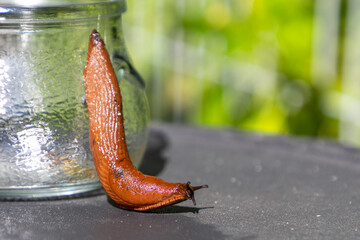 Spanish slug collected in a jar crawls out of a glass jar © MARINA
