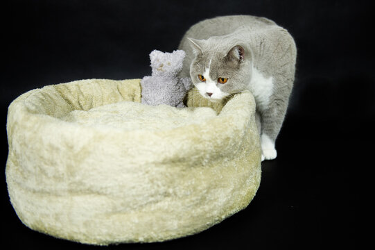 Britisch Kurzhaar Kater geht in sein Katzenbett