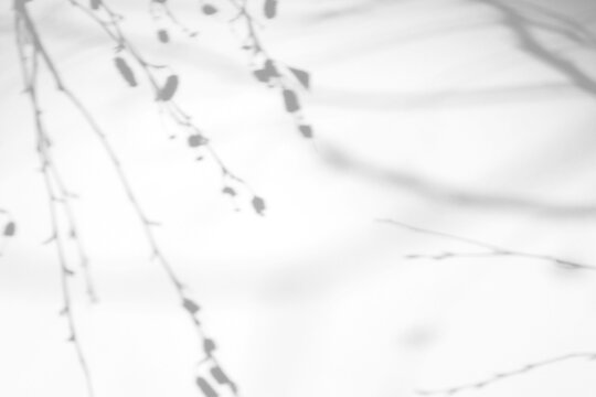 Real sparse drooping branch shadow with catkins cut out on a transparent png background with mixed sharp and soft edges. Suits serene wellness and zen interior design workflow as a png overlay.