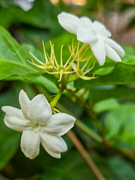 Macro Shot of Fresh White Arabian Jasmine Flowers (Jasminum sambac) with Green Leaves and Buds