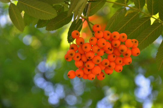 Sorbus aucuparia also known as rowan or mountain ash .Closeup ,outdoors, tree branch with cluster of bright orange berries.Nature, autumn, red  berries, harvest.