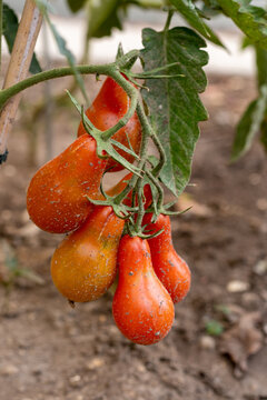 Rote Tomaten am Strauch &ndash; Ernte aus dem eigenen Gem&uuml;segarten