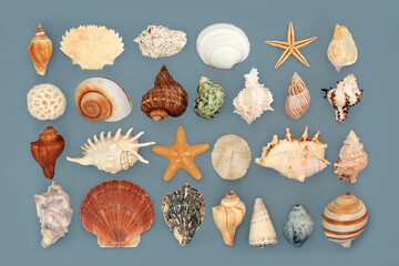 Large collection of tropical seashells collage design on gray background. Nature study composition, decorative shell art for greeting card.  © marilyn barbone