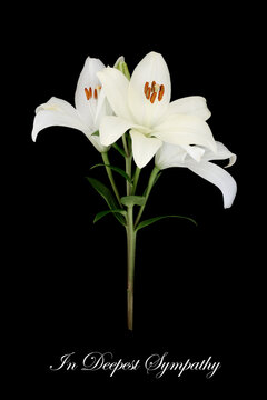 In deepest sympathy card with white Asian lily flower, symbol of death on black background with phrase. Floral design for funeral memorial tribute. 