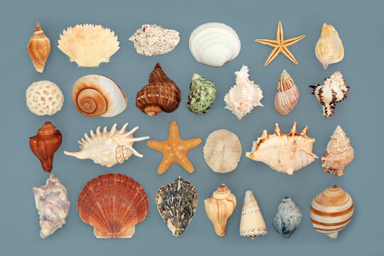 Large collection of tropical seashells collage design on gray background. Nature study composition, decorative shell art for greeting card. 