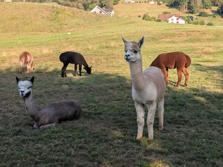 Naklejka premium Herd of alpacas grazing and resting in a sunny green meadow