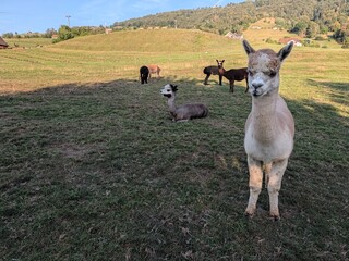 Naklejka premium Herd of alpacas grazing and resting in a sunny green meadow