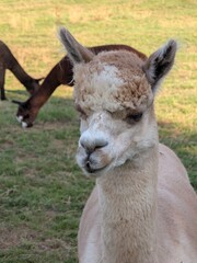 Naklejka premium Close-up portrait of a white alpaca standing in a green pasture