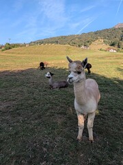 Naklejka premium Herd of alpacas grazing and resting in a sunny green meadow