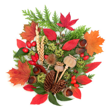 Autumn nature vivid foliage and fall symbols on white. Seasonal flora with maple and blueberry leaves, nuts, seeds, wheat, red berry fruit.