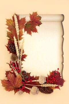 Autumn Fall symbols of nature, vibrant maple leaf colors, red berry fruit, wheat, acorns, pine cones, seed heads. On paper scroll on cream background.
