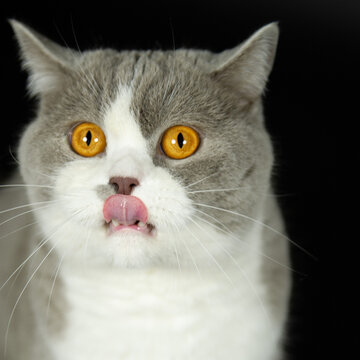Portr&auml;t einer lilac-white Britisch Kurzhaar Katze