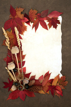 Autumn symbols of nature with vibrant red leaves, grain grasses, foliage. Vivid Fall seasonal colors, rich warm hues on parchment paper on grunge brown.