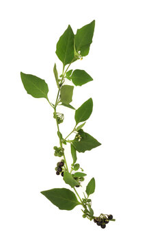 Black nightshade herb plant with berries on white background. Used in herbal medicine under professional care. Highly toxic. Solanceae, atropa belladonna.