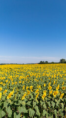 Obraz premium Aerial view and sunflower field