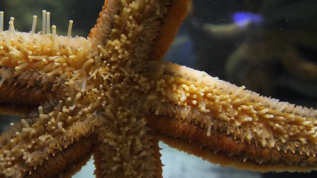 Starfish tube feet moving underwater, capturing intricate marine life details and natural ocean environment.