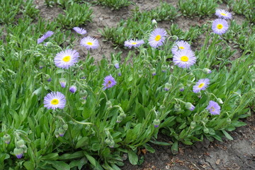 Daisy-like violet flowers of Erigeron speciosus in June © Anna