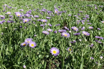 Daisy-like violet flowers of Erigeron speciosus in June © Anna