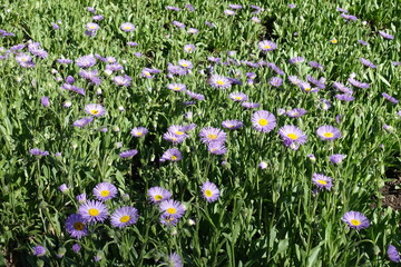 Daisy-like violet flowers of Erigeron speciosus in June © Anna