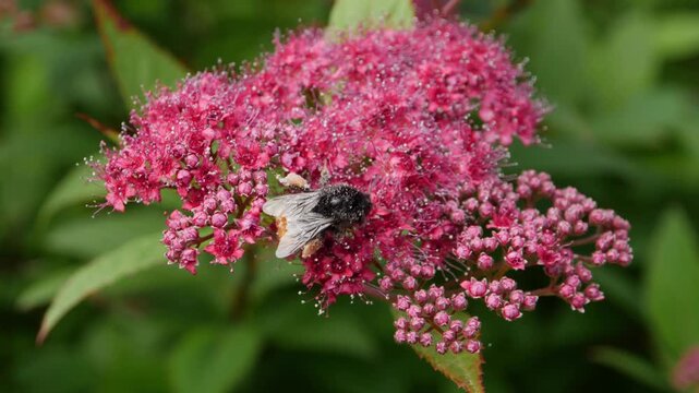 Bumblebee crawling on vibrant pink spiraea flowers in garden closeup shot.