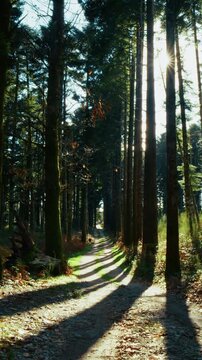 Mountain Trail Among Tall, Narrow Trees During a Hike