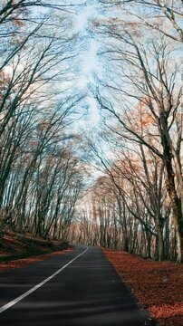 Traveling by car on a mountain road with dry trees after Autumn