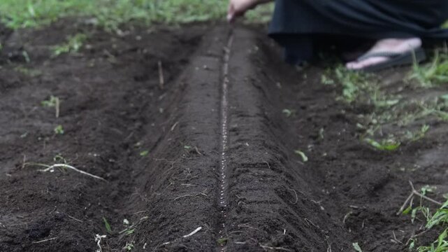 畑に種を植える女性