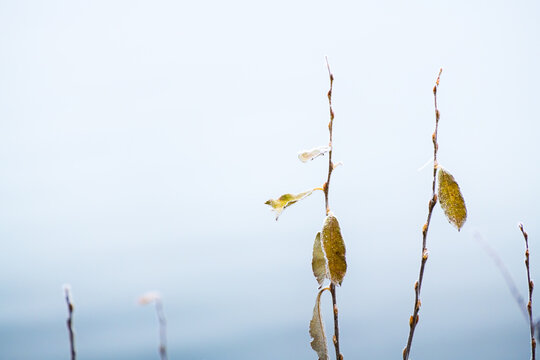 Frost-covered trees with yellow autumn leaves on the shore of lake at foggy sunrise.