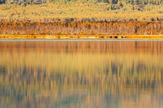 Yellow autumn trees on the shore of lake. Trees reflected in the calm water at sunrise.