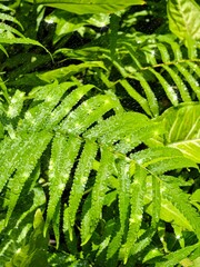 green fern leaf © ZUBAIDAH